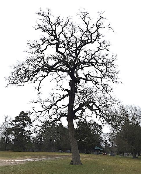 Fairview Cemetery, near Richards, 17 January 2017