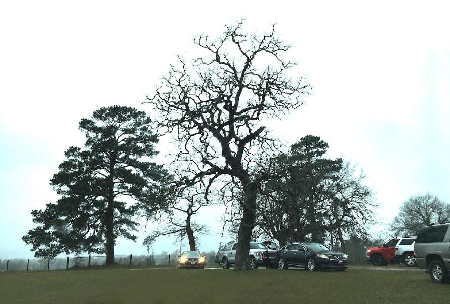 Opal Wood, Fairview Cemetery, near Richards, 17 January 2017